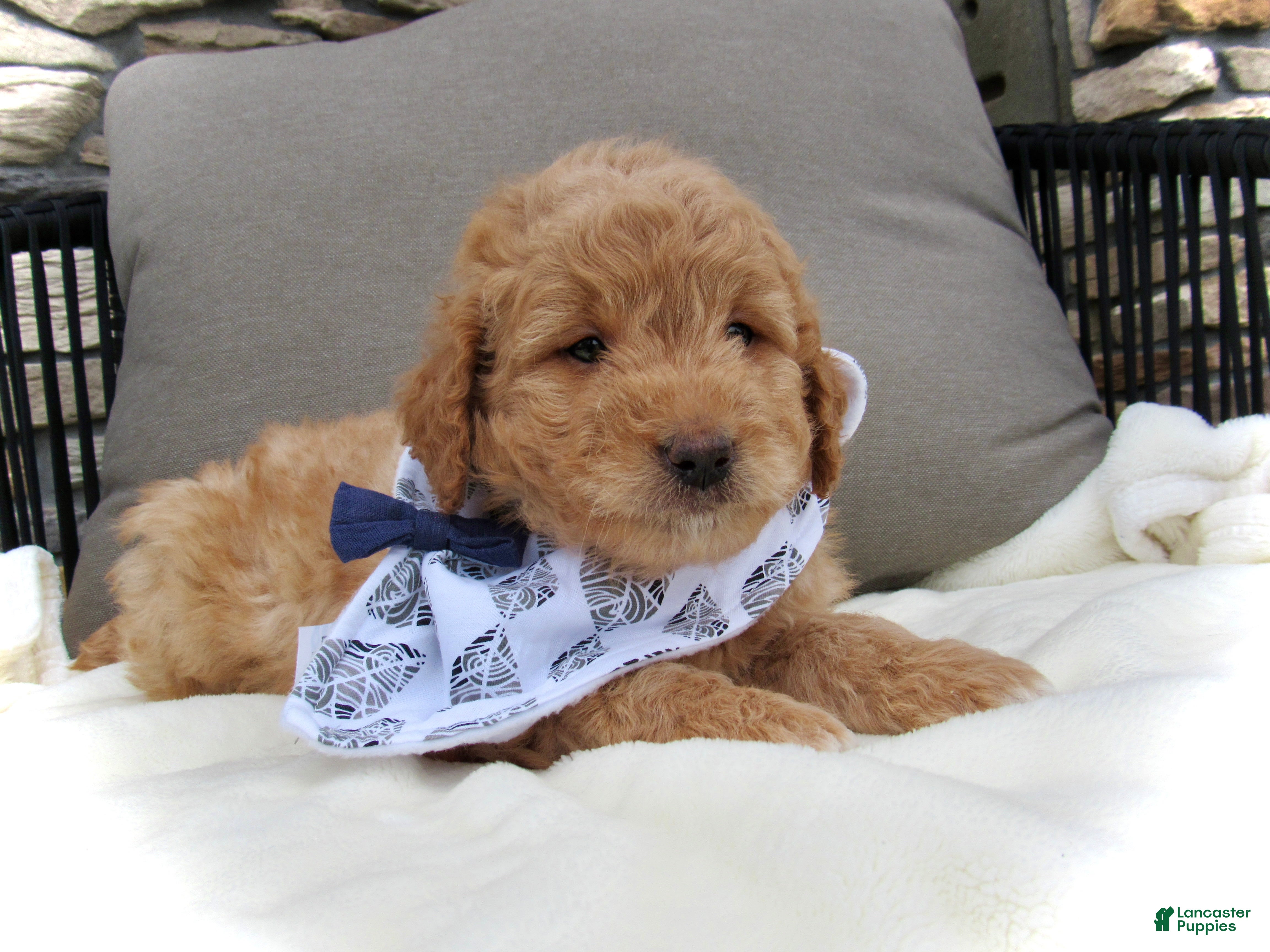 Mini Goldendoodle dogs Dustin - Ad 1