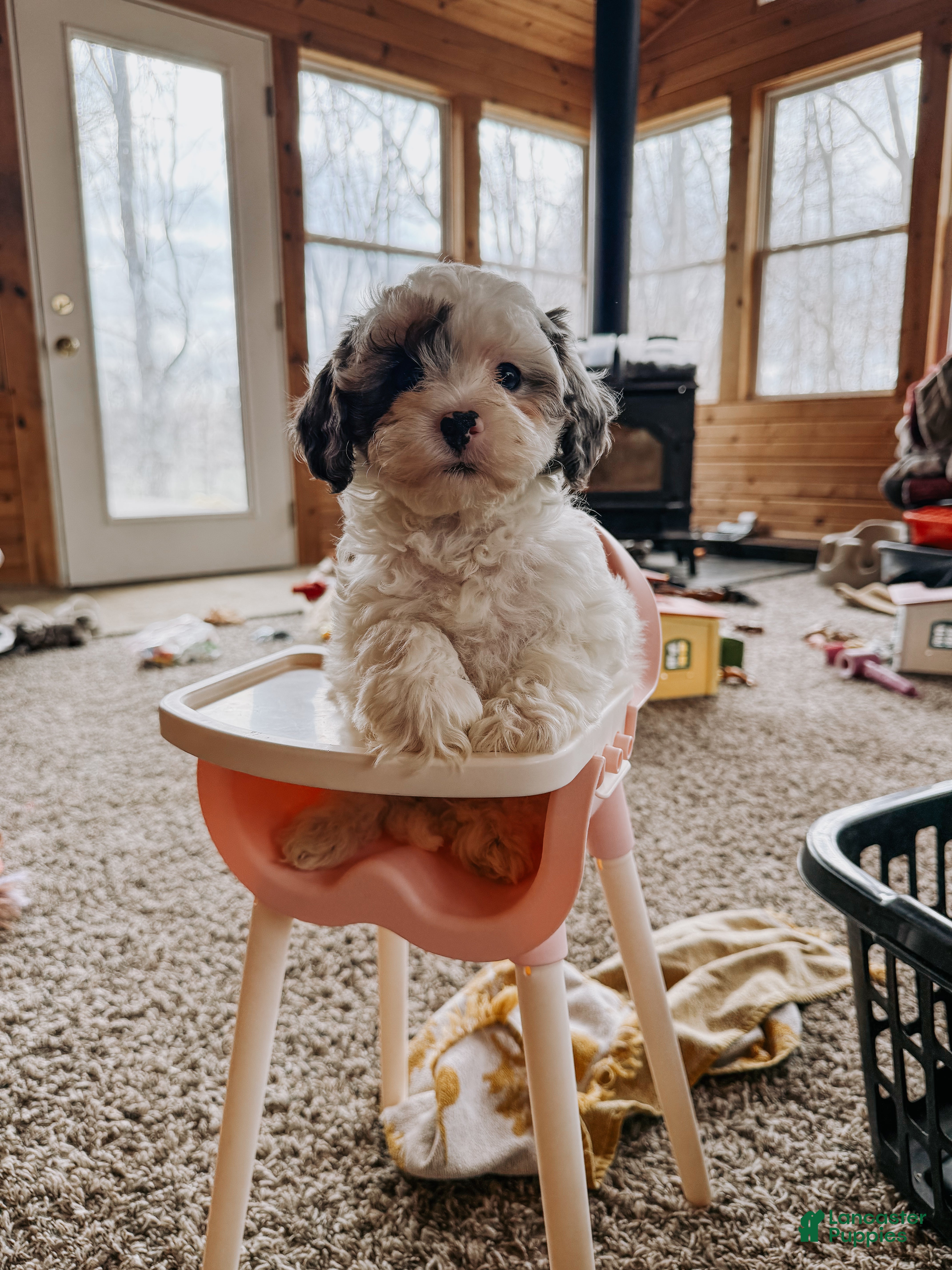 Cavapoo dogs Benny - Ad 10