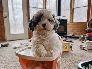 Cavapoo dogs Benny - Ad 10