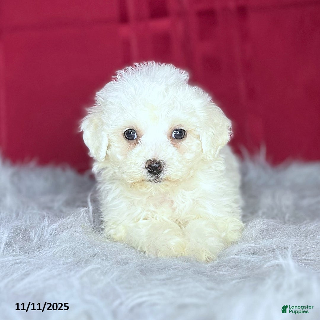 Bichon Frise dogs for sale: Candy - Ad 4