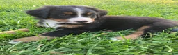 Bernese Mountain Dog dogs for sale: Ginger - Ad 2