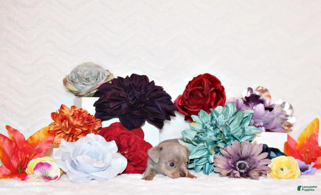 Chihuahua dogs for sale: Yoda - Ad 2