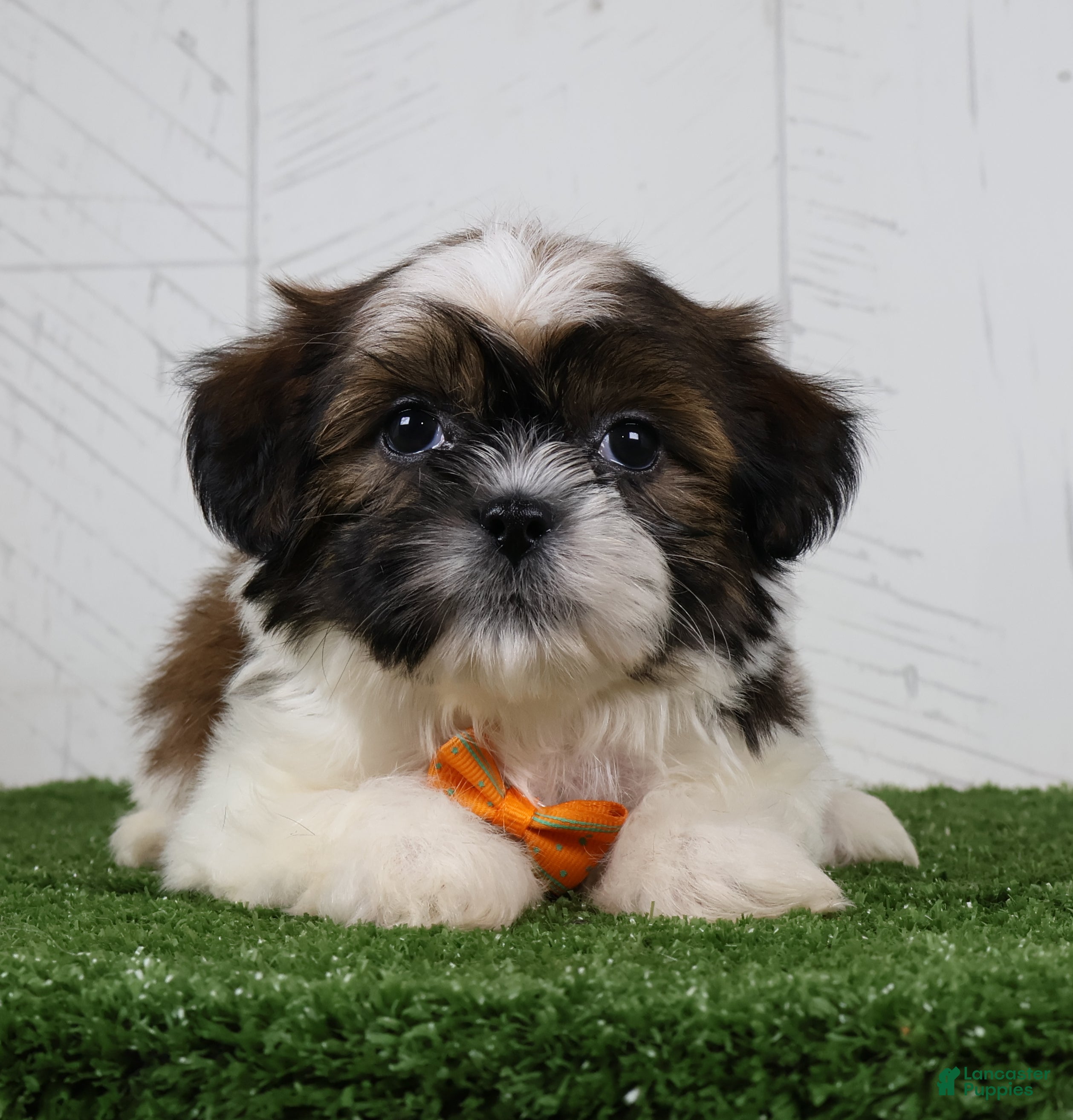 Shih Tzu dogs Patrick - Ad 2