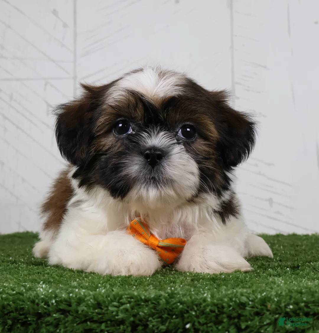 Shih Tzu dogs for sale: Patrick - Ad 2