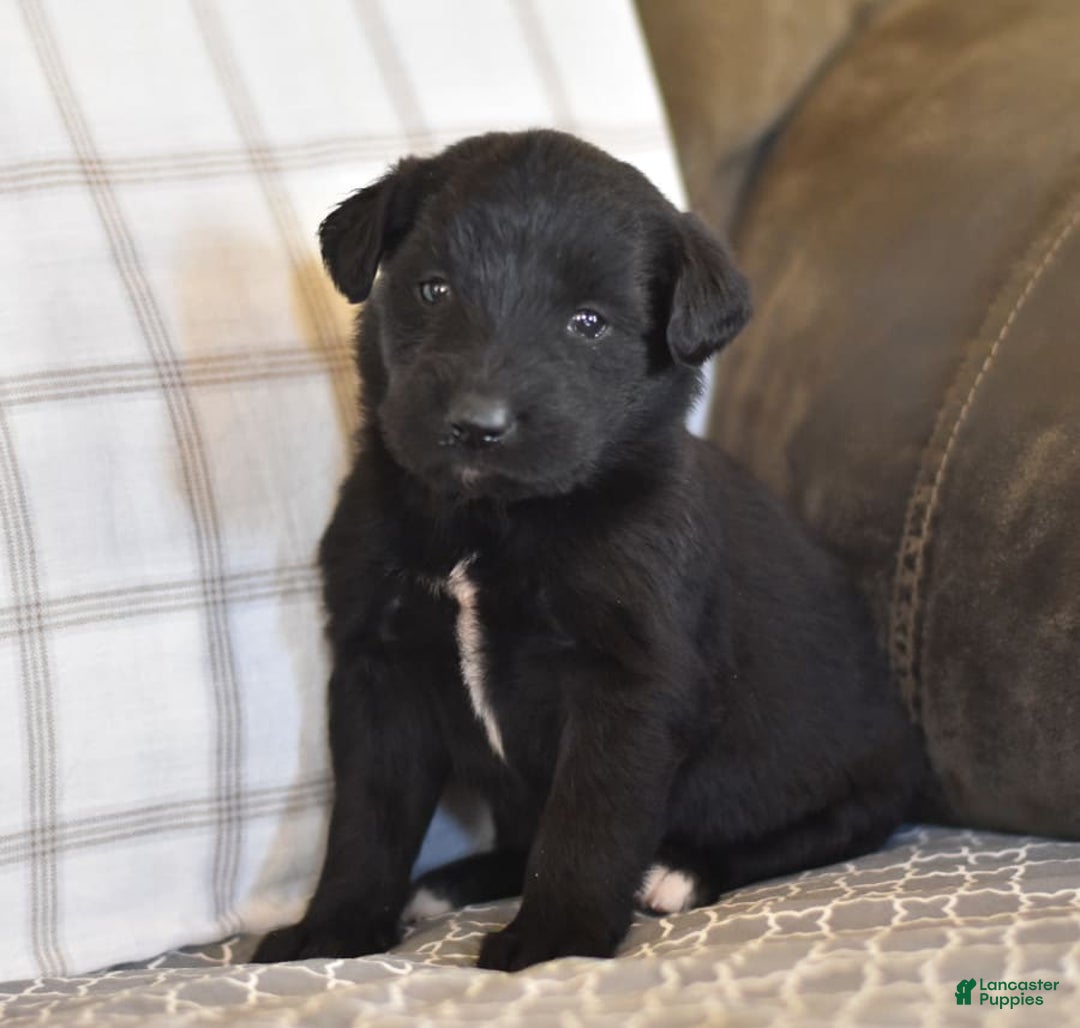 Gallery Image {{count}}