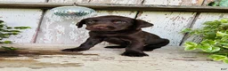 Labrador Retriever dogs for sale: Fay - Ad 8