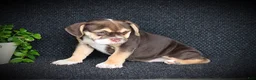 Beabull dogs for sale: Tootsie - Ad 3