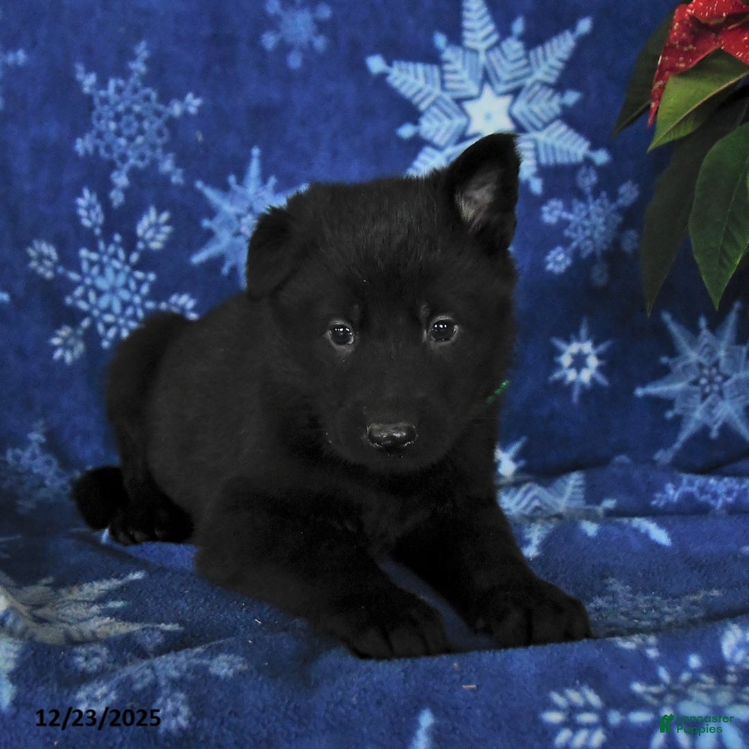 German Shepherd dogs for sale: Noah - Ad 4