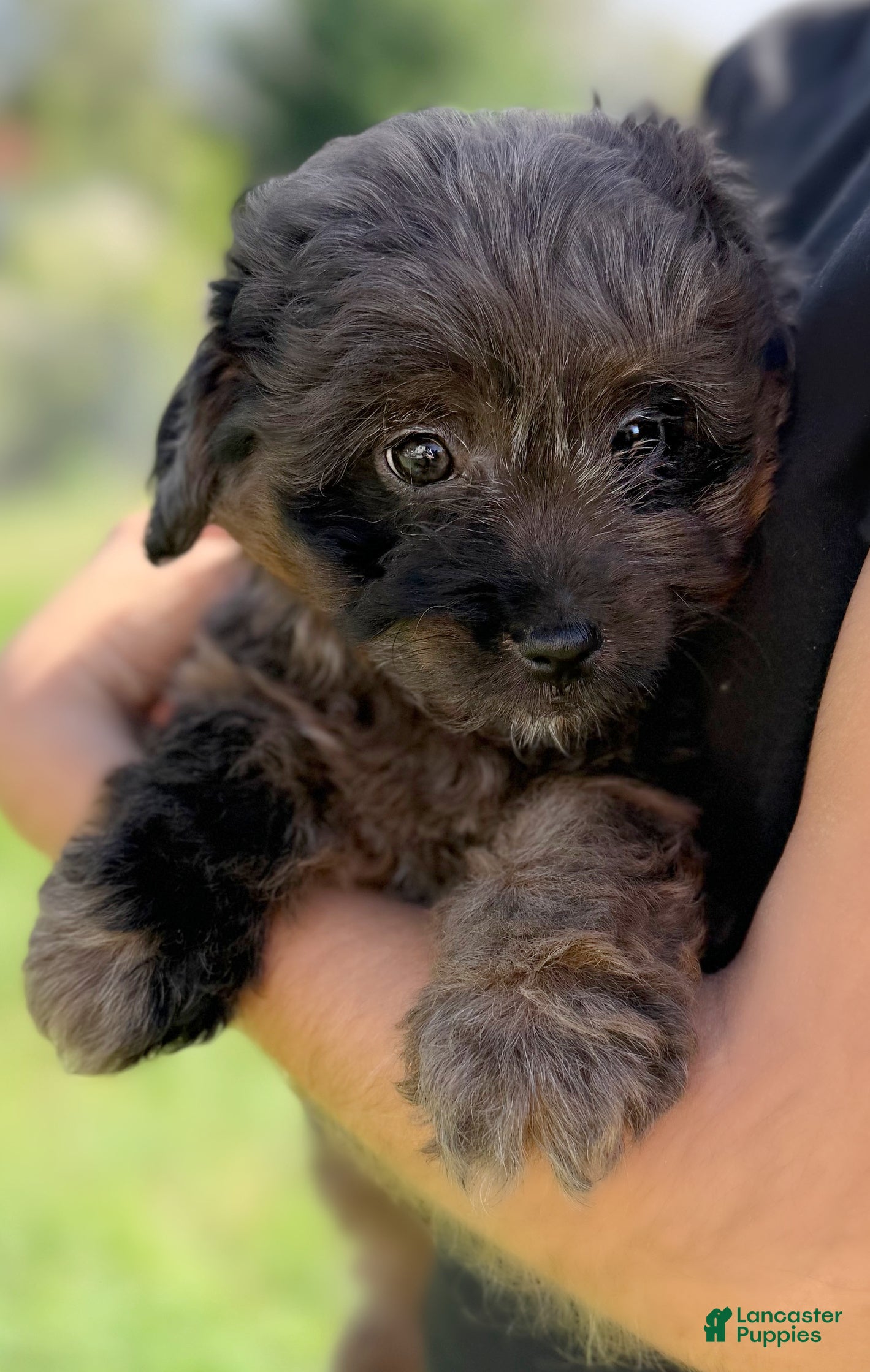Mini Aussiedoodle dogs Ivy - Ad 2