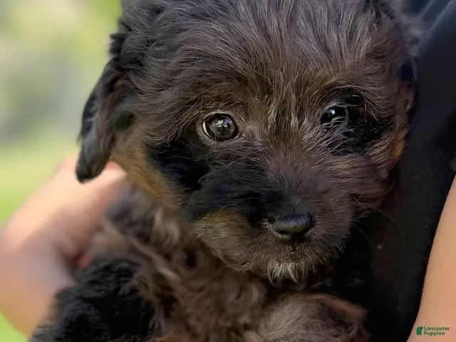 Mini Aussiedoodle dogs for sale: Ivy - Ad 2