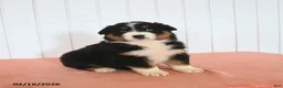 Australian Shepherd dogs for sale: Niko - Ad 3