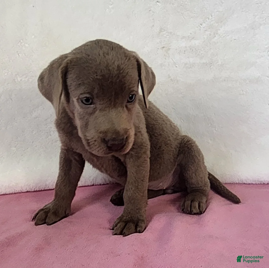 Labrador Retriever dogs for sale: Rosa - Ad 6