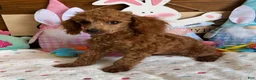 Toy Poodle dogs for sale: Prissy - Ad 5
