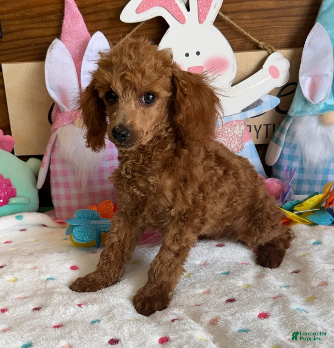 Toy Poodle dogs for sale: Prissy - Ad 5