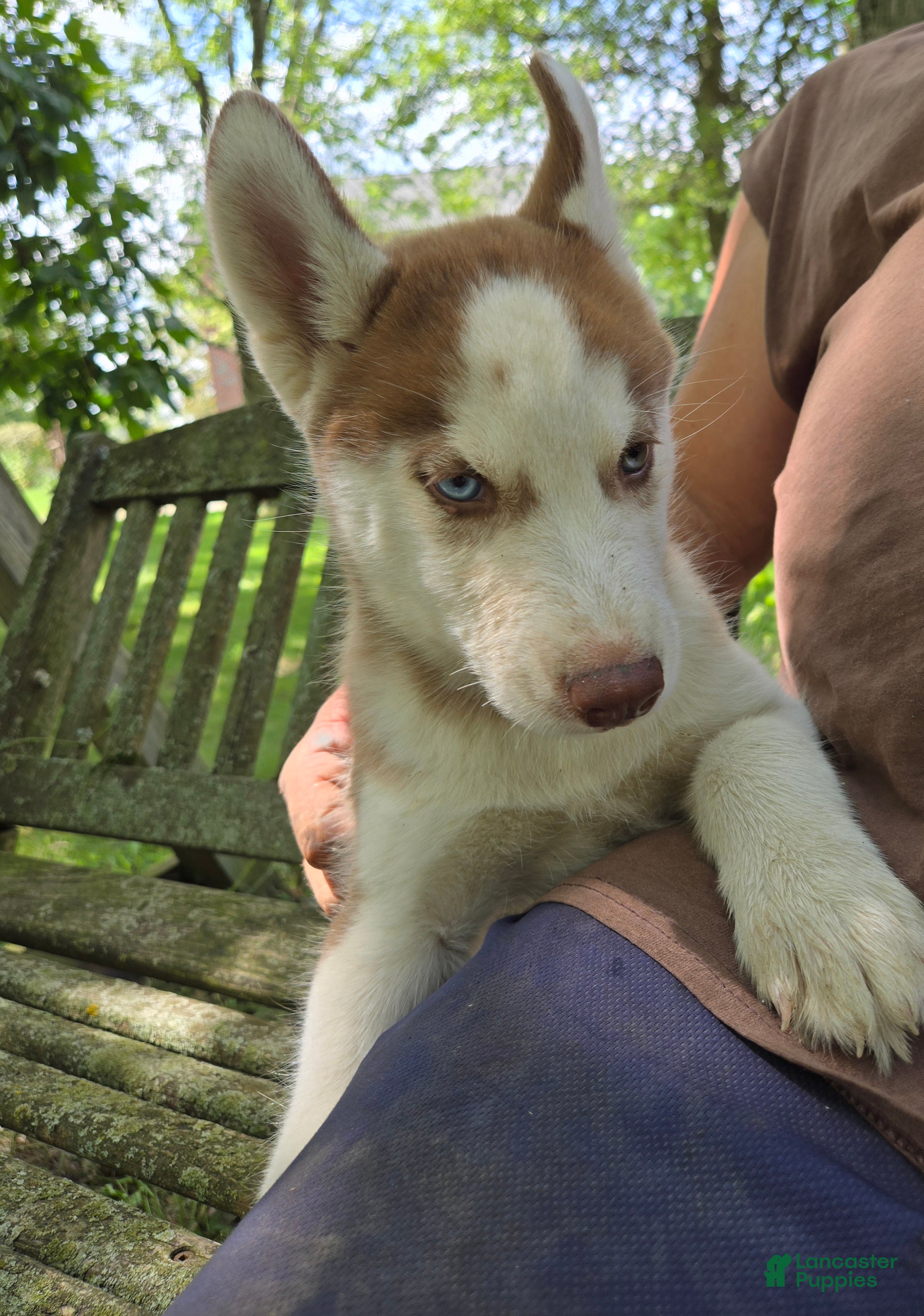Siberian Husky dogs Wally - Ad 1
