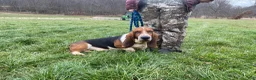 Basset Hound dogs for sale: Snoopy - Ad 6