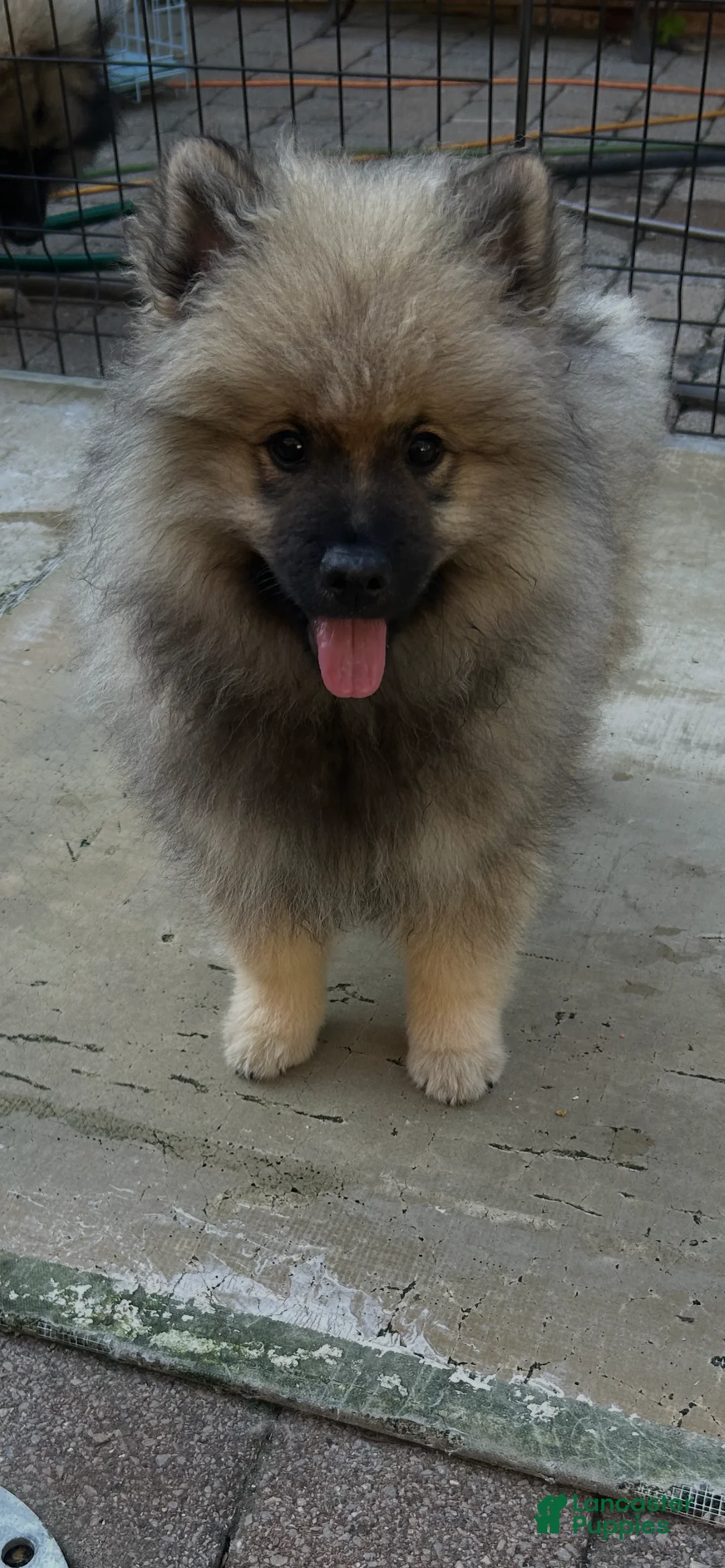 Keeshond dogs for sale: Luna - Ad 1
