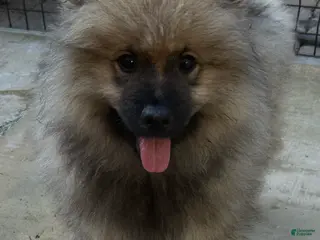 Keeshond dogs Luna - Ad 3