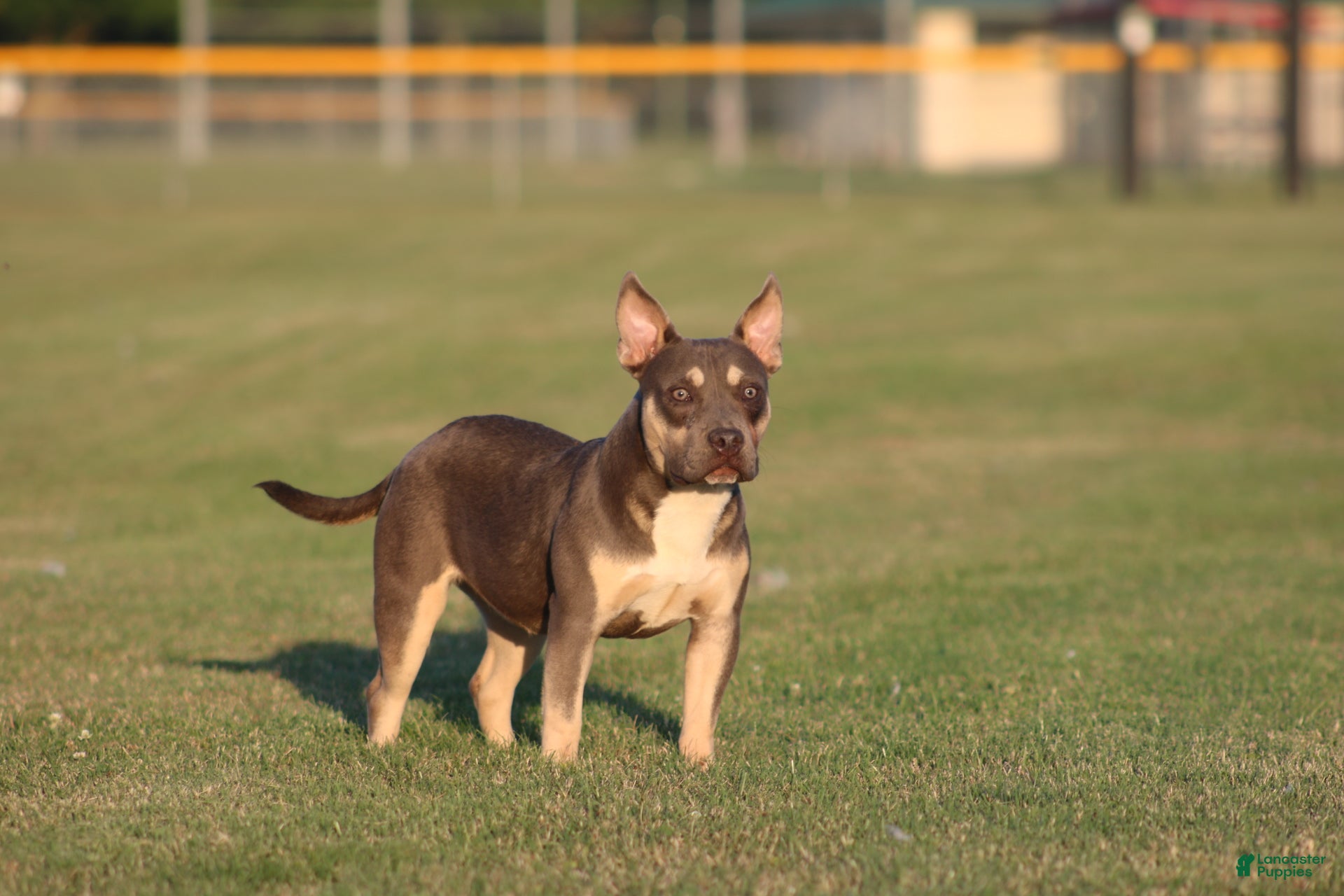 American Bully Puppies for sale in Buffalo, New York Lancaster