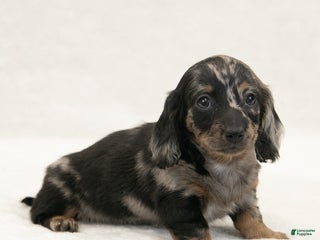 Miniature Dachshund dogs - Ad 2
