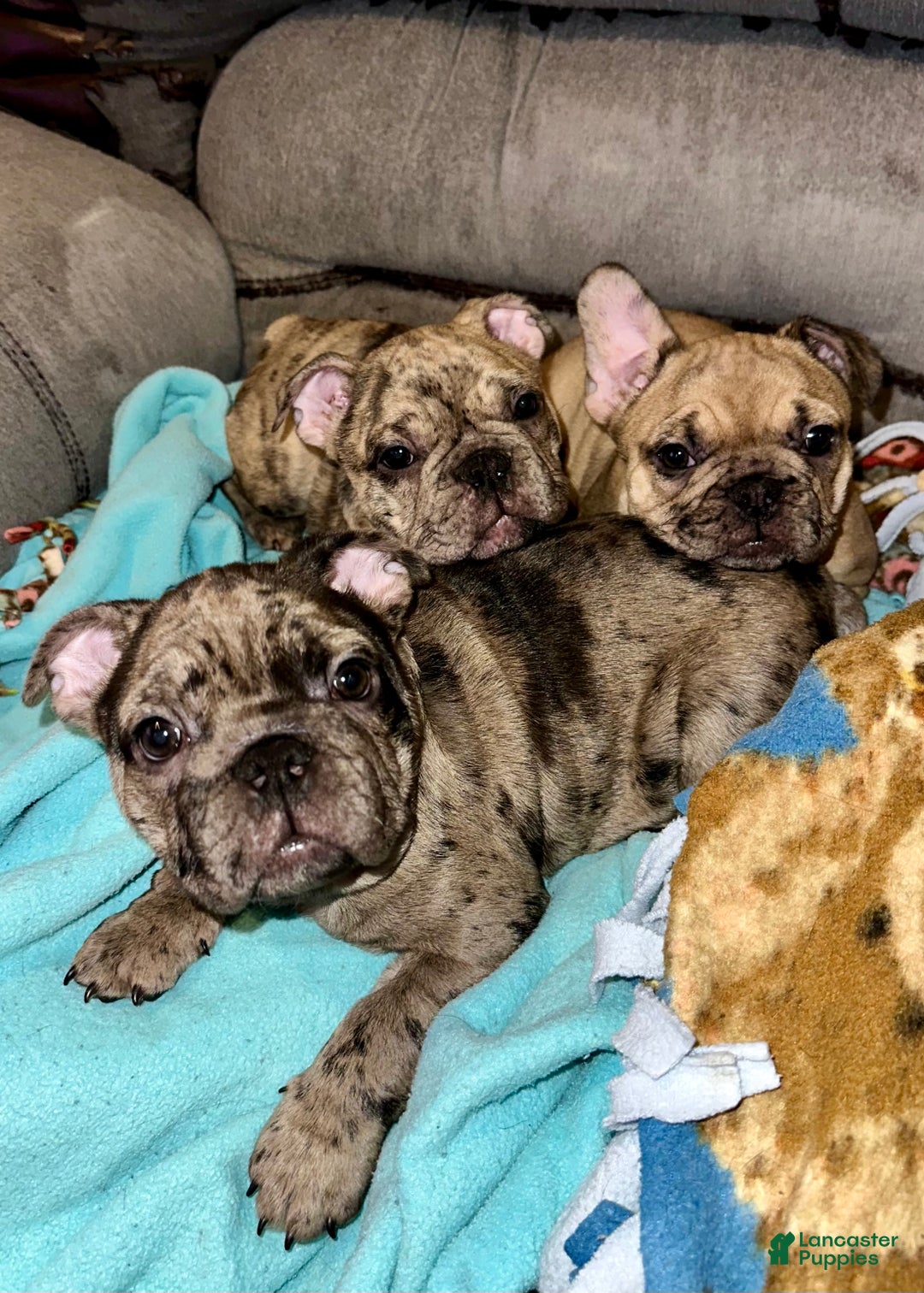 French Bulldog dogs for sale: Tiny - Ad 7