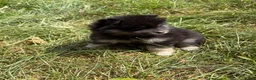 Pomeranian dogs for sale: Pomeranian 2 - Ad 2