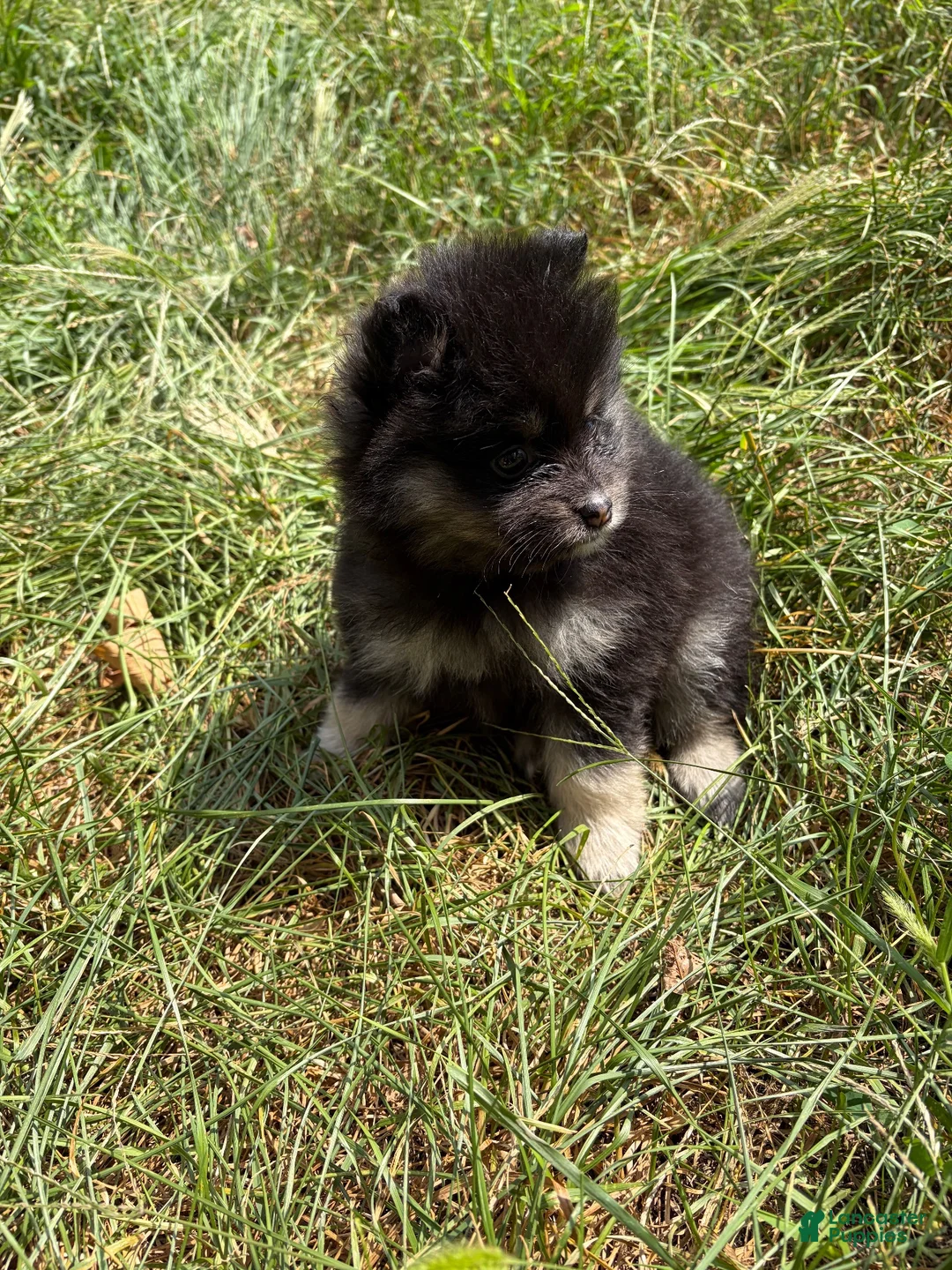 Pomeranian dogs for sale: Pomeranian 2 - Ad 2