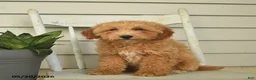 Mini Goldendoodle dogs for sale: Juliet - Ad 4