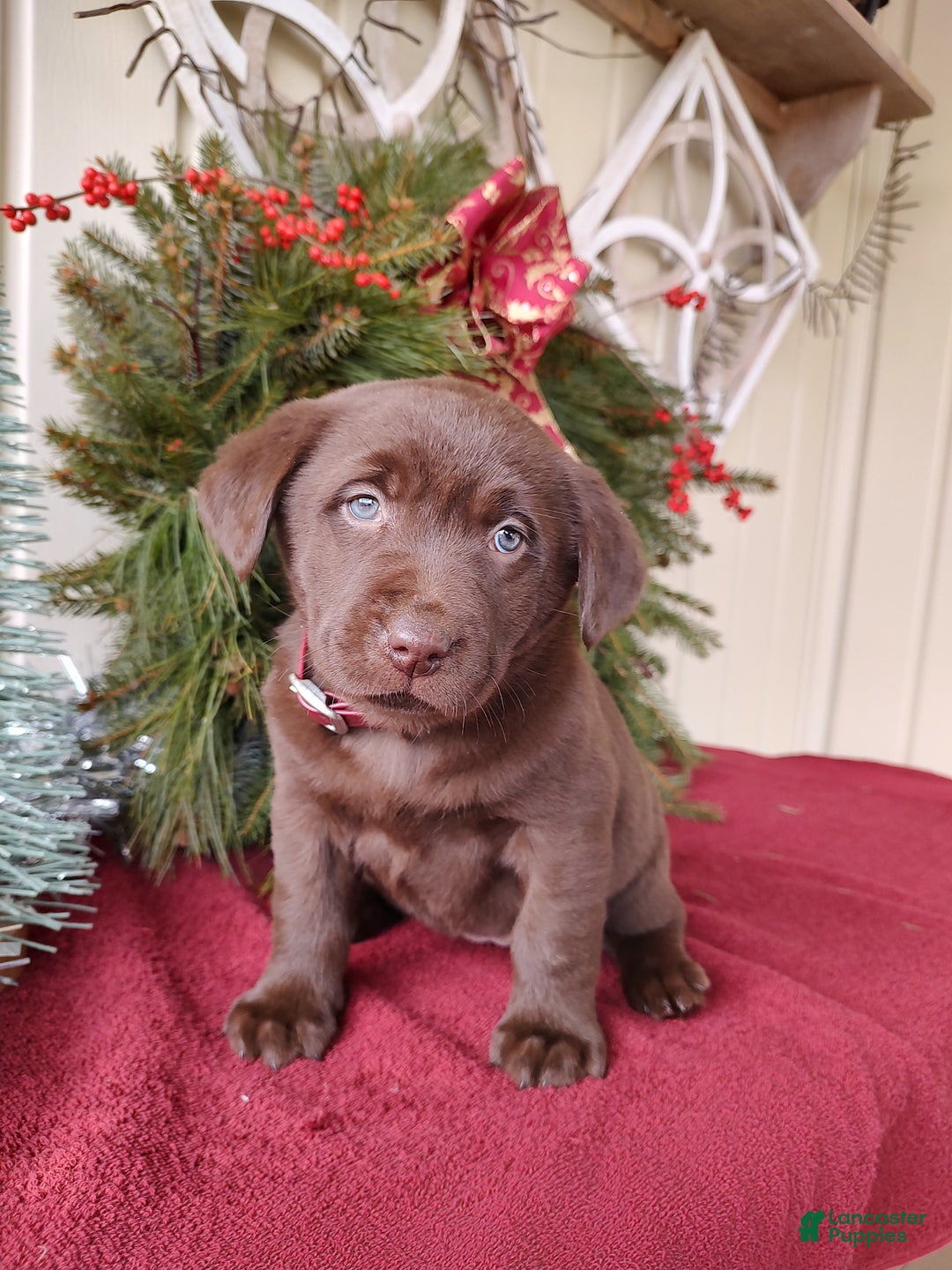 Labrador Retriever dogs for sale: Belle - Ad 2