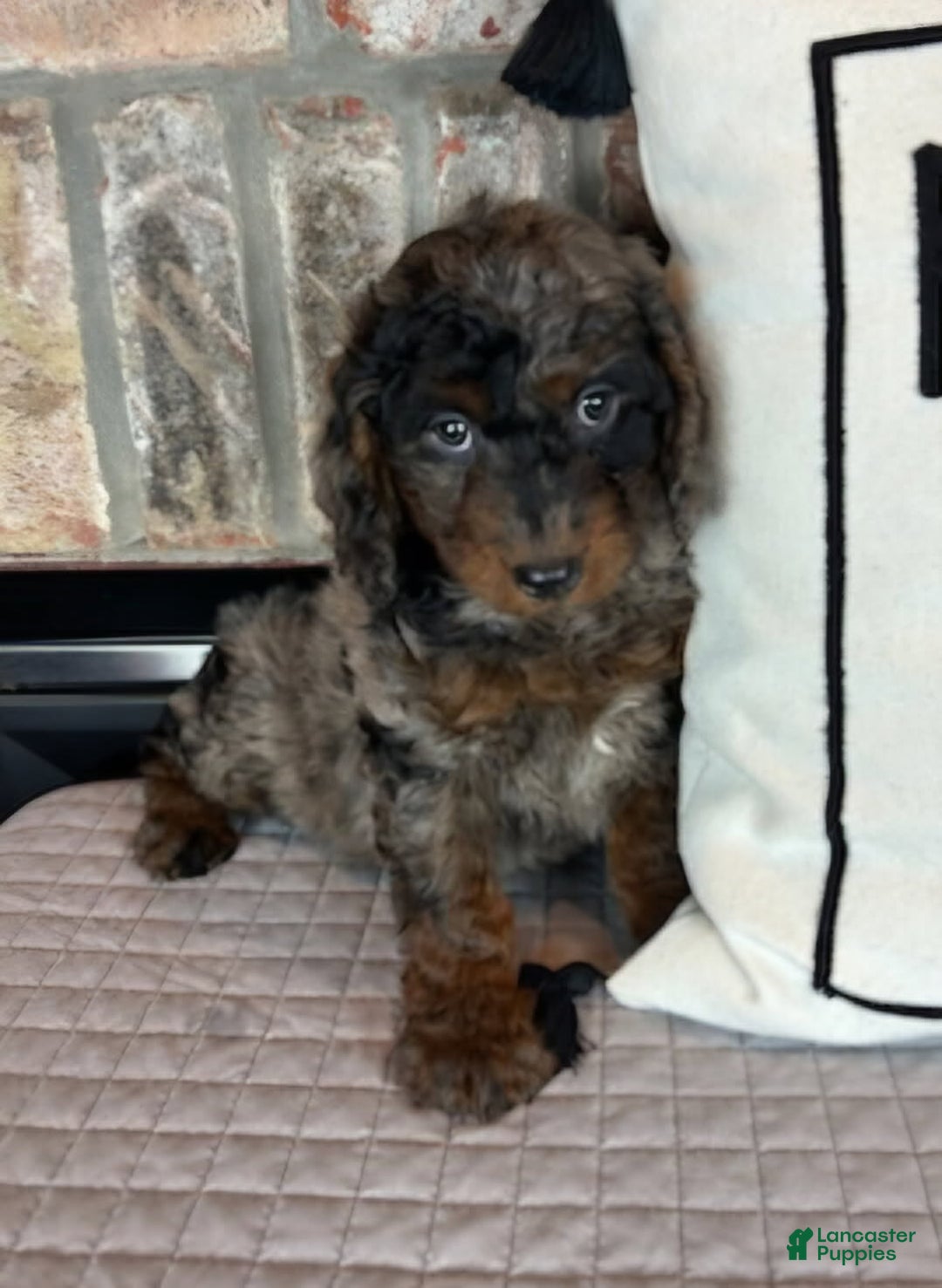 Mini Goldendoodle dogs for sale: Mira - Ad 2