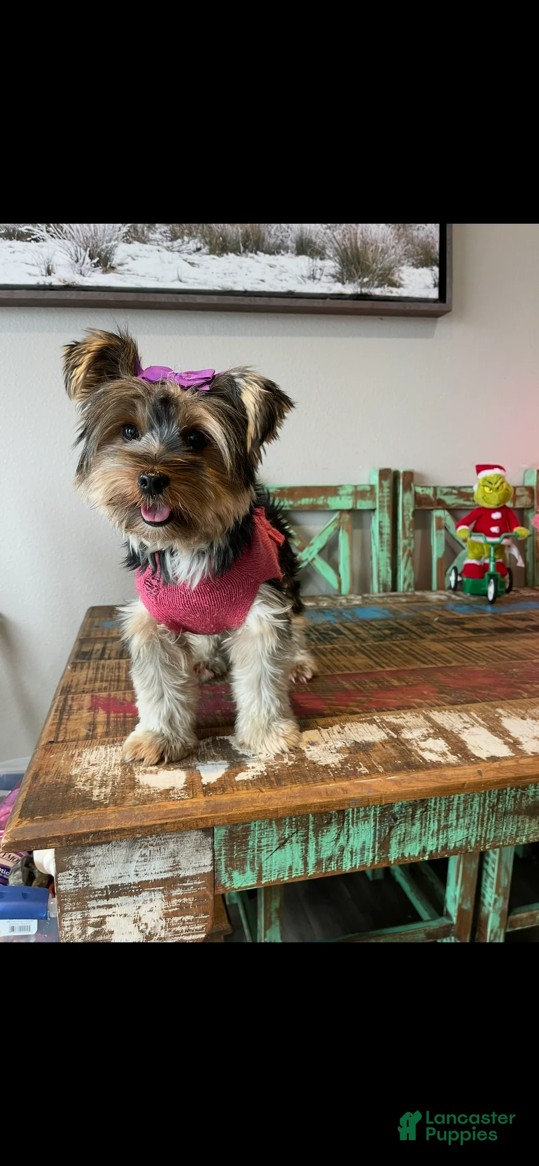Yorkshire Terrier dogs for sale: Mable - Ad 6