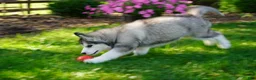Siberian Husky dogs for sale: Layla - Ad 4