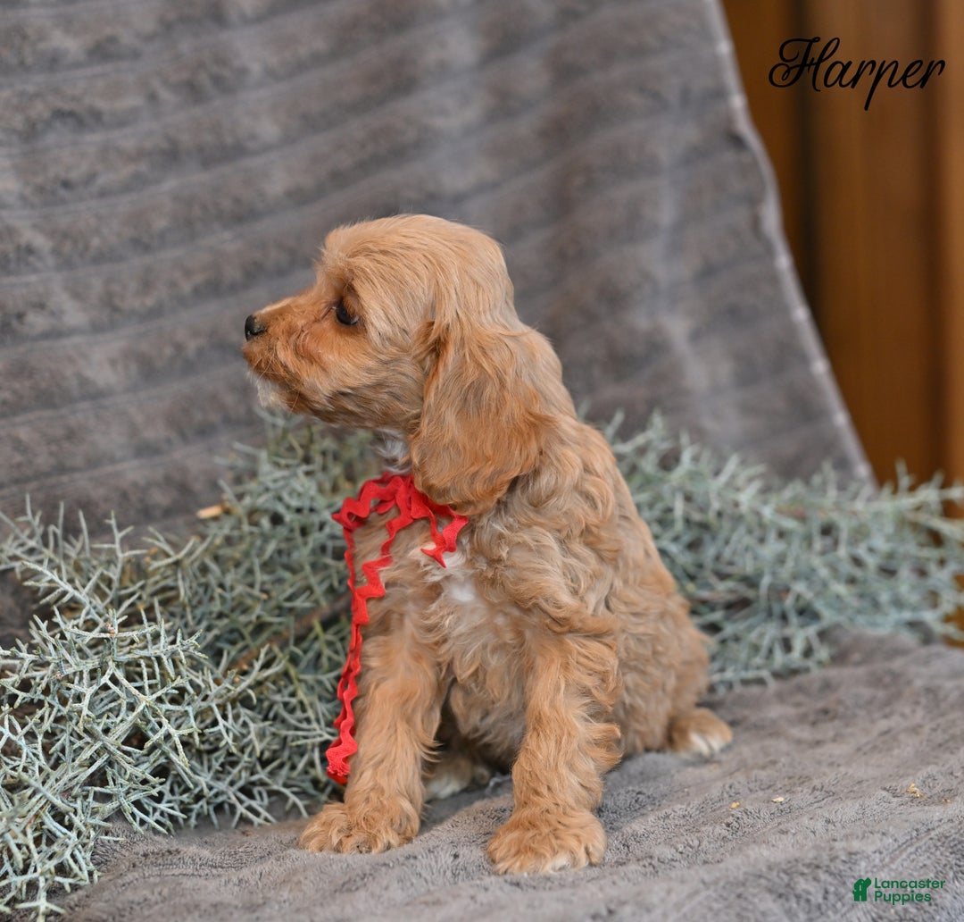 Cockapoo dogs for sale: Harper - Ad 5