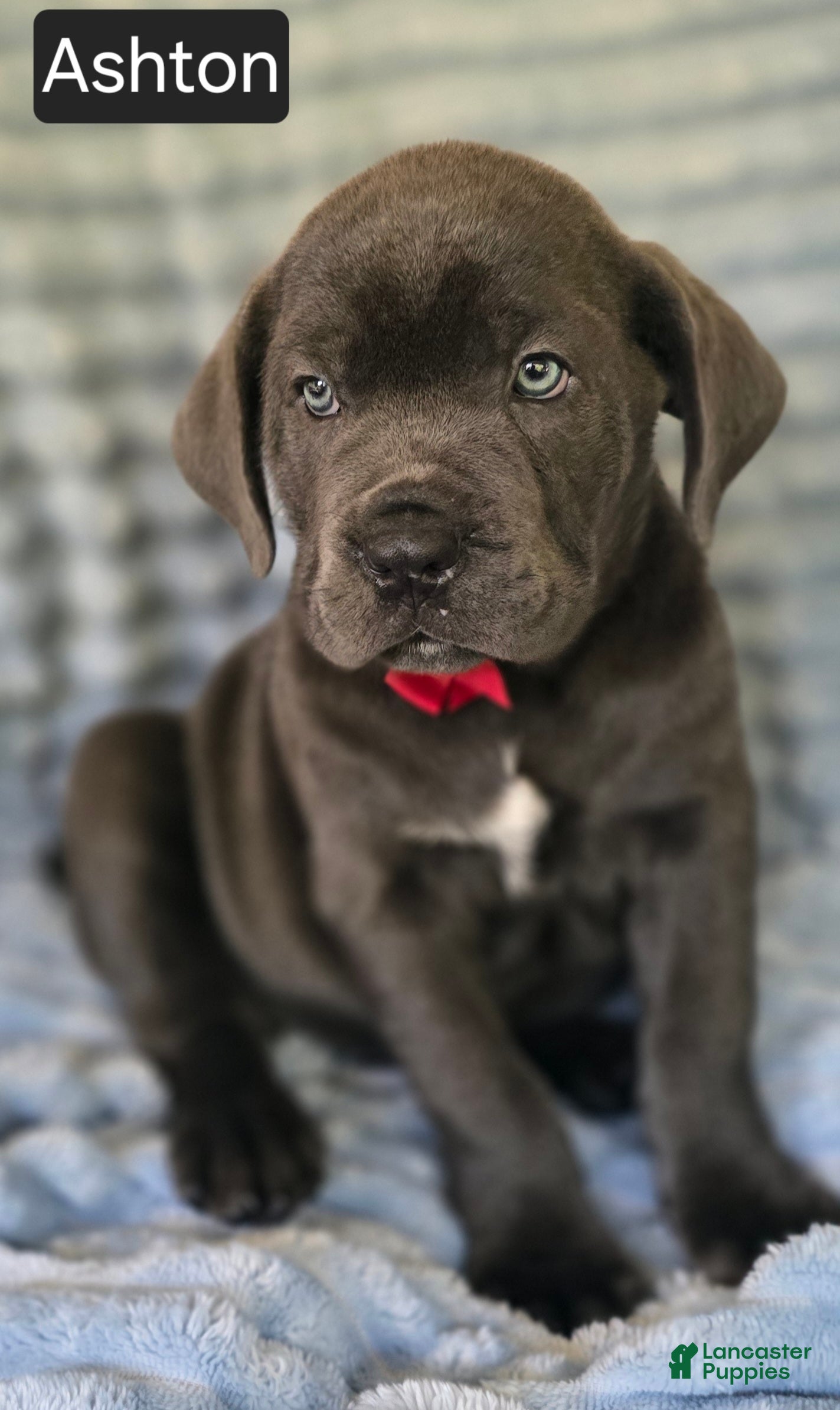 Cane Corso dogs Ashton - Ad 1