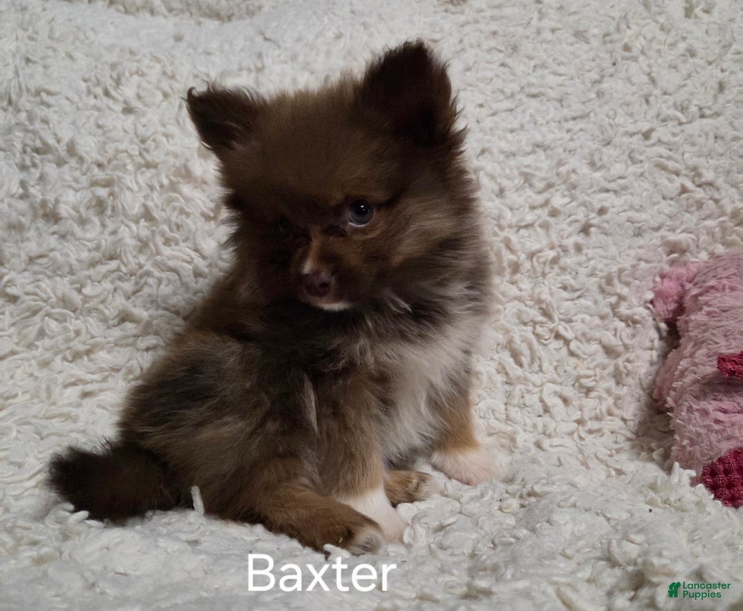 Pomeranian dogs for sale: Baxter - Ad 8