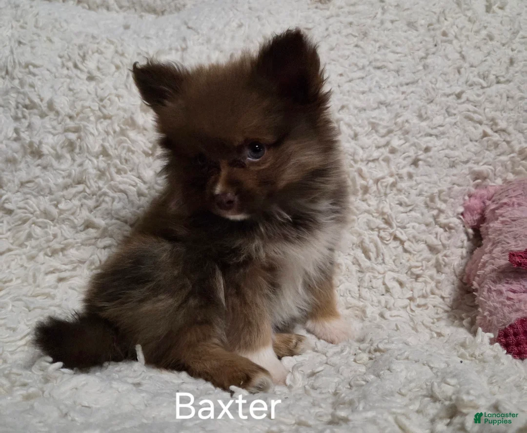 Pomeranian dogs for sale: Baxter - Ad 12