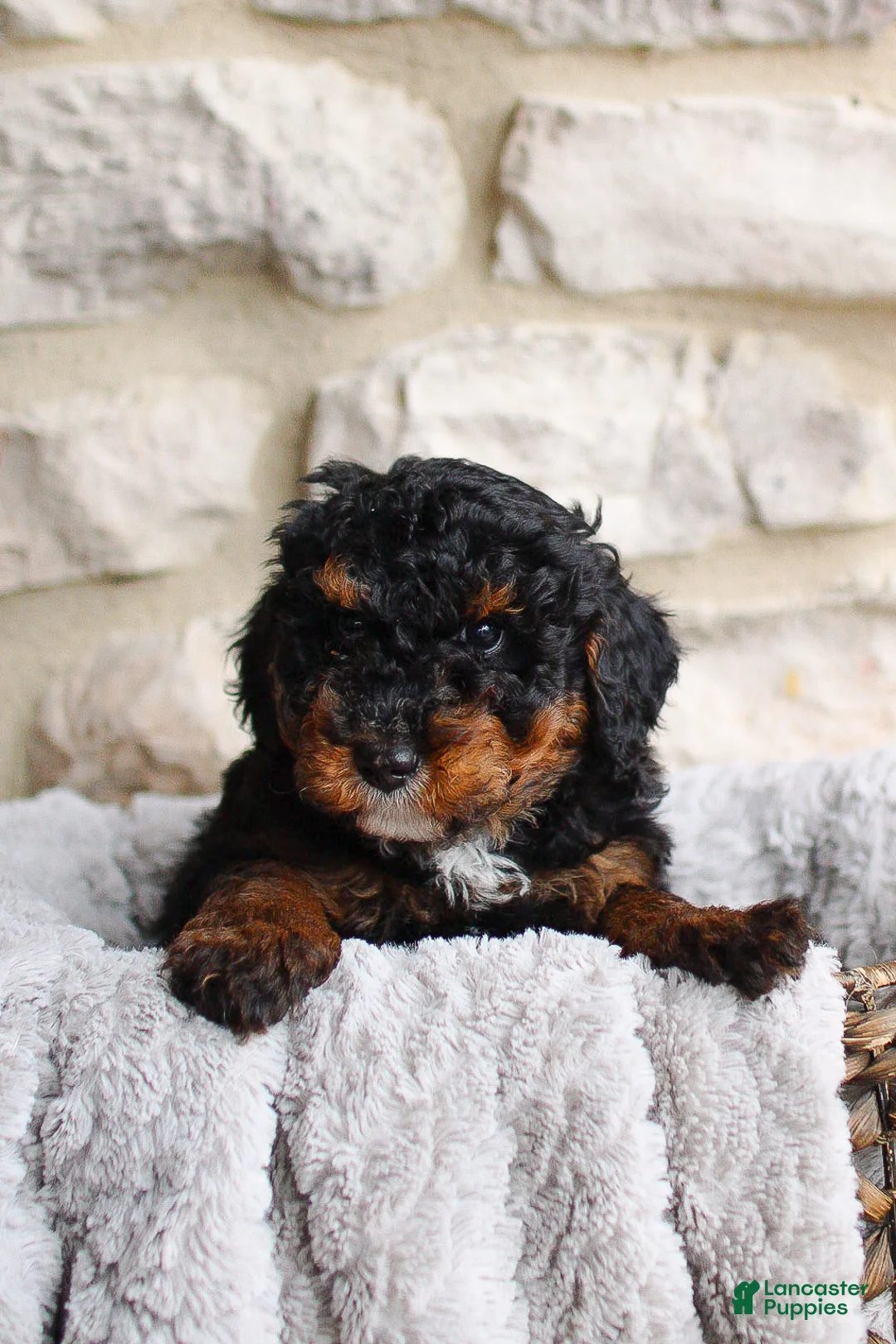 Mini Bernedoodle dogs for sale: Bentley - Ad 2