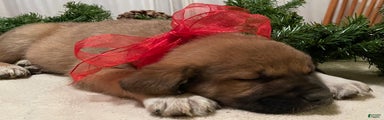Dancer: one of Santa’s Rein-puppies