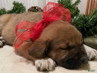 Mixed Breed dogs Dancer: one of Santa’s Rein-puppies - Ad 3