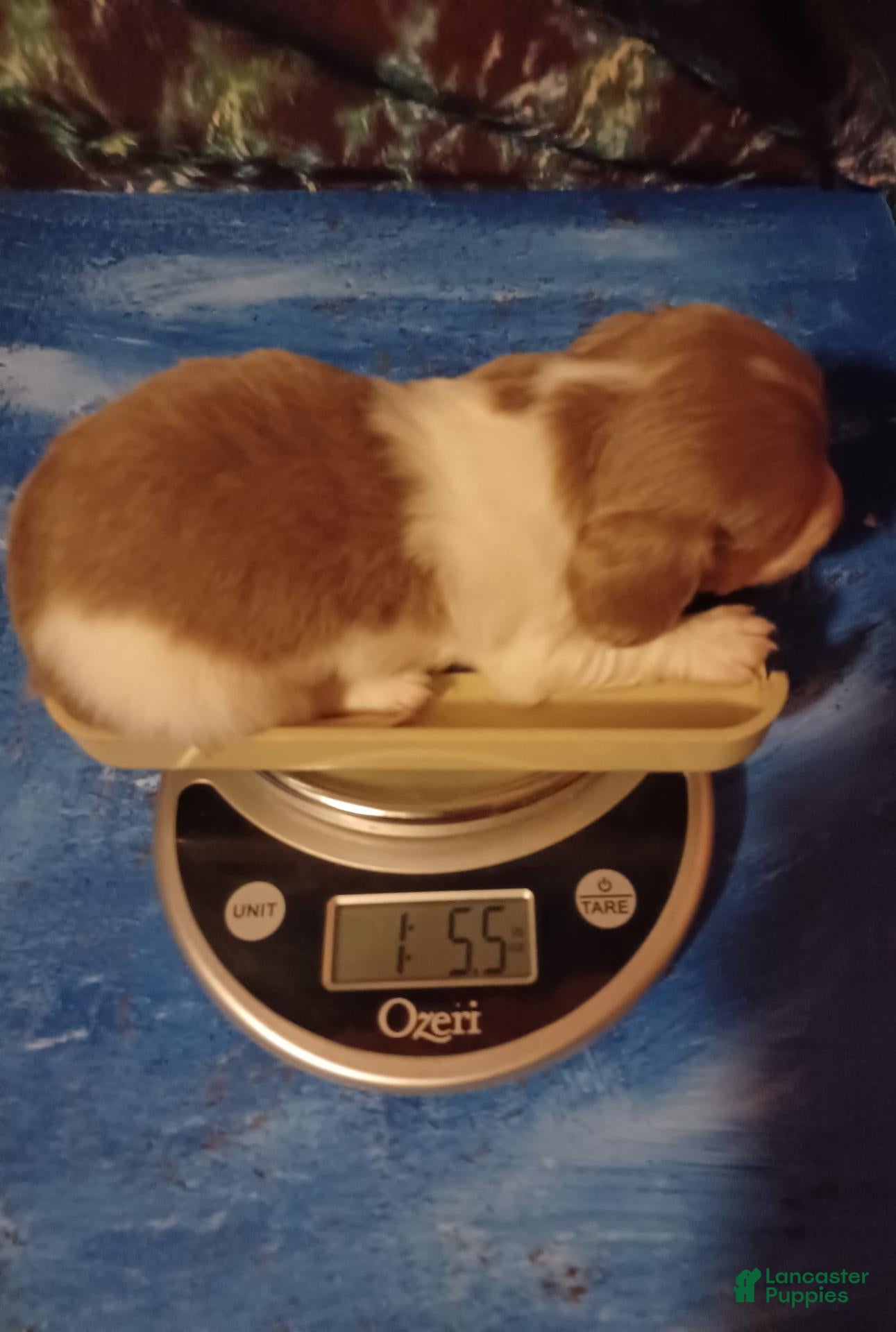 Miniature Dachshund dogs Tennessee - Ad 1