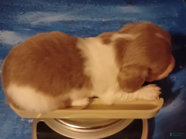Miniature Dachshund dogs for sale: Tennessee - Ad 1