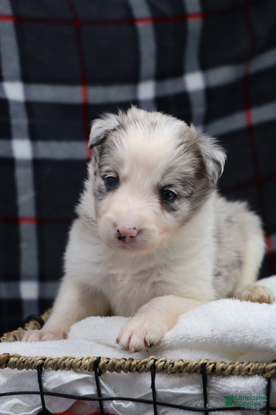 Border Collie dogs for sale:  ice - Ad 4