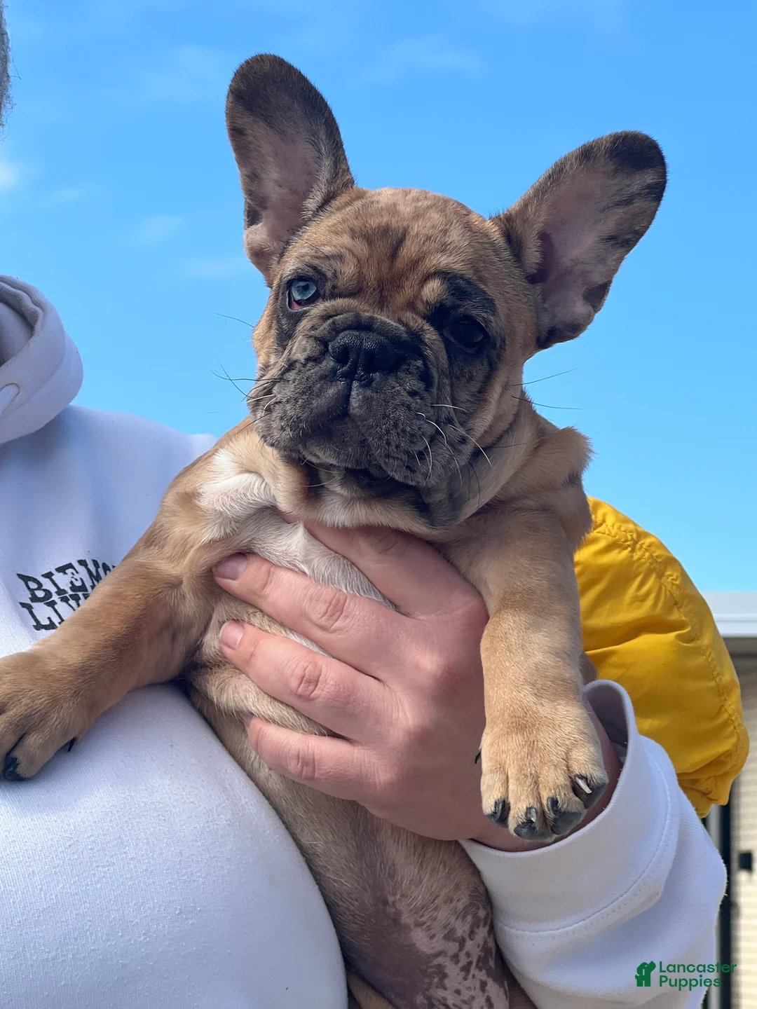 French Bulldog dogs for sale: Jasper - Ad 1