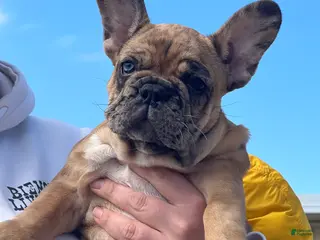 French Bulldog dogs Jasper - Ad 14