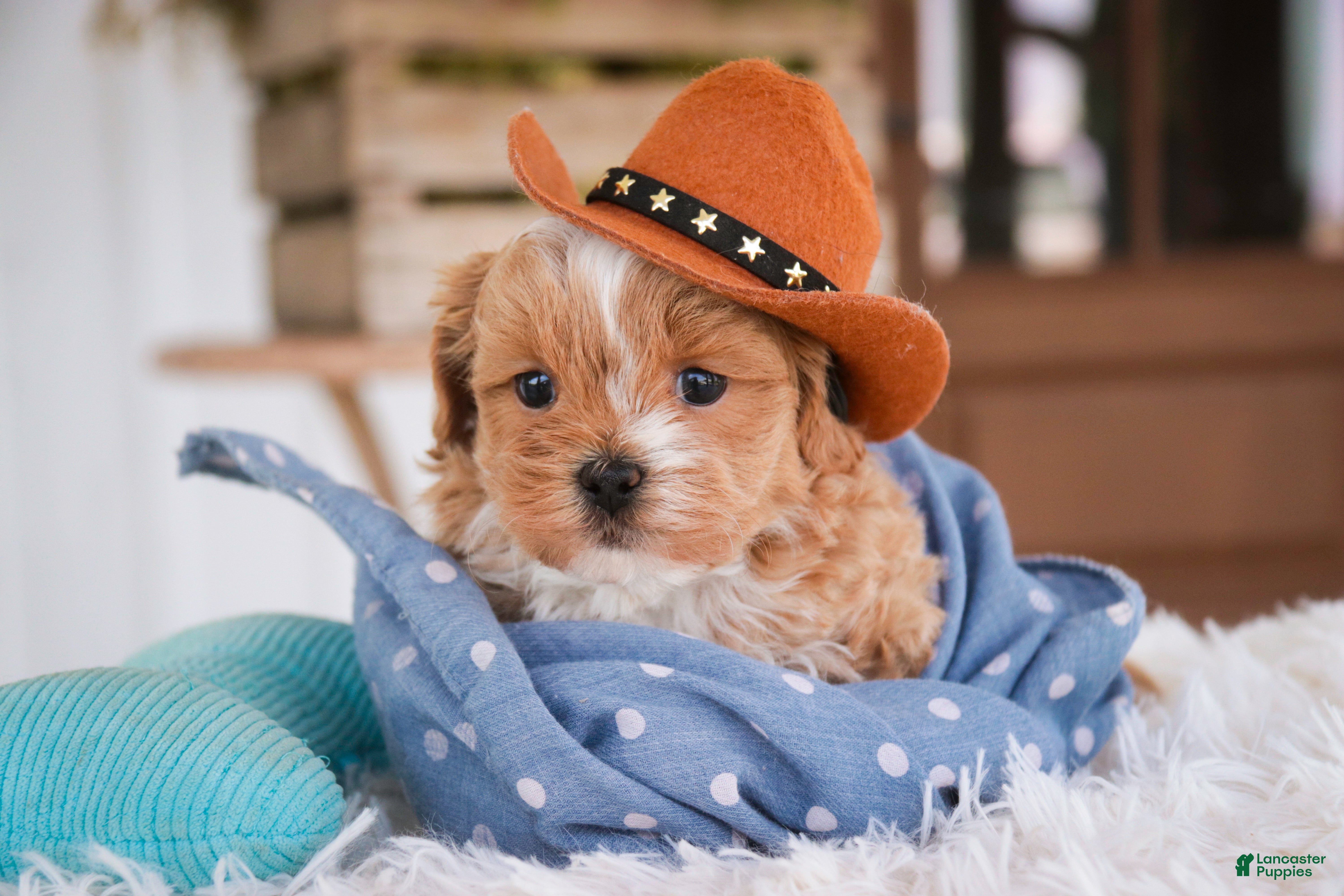 Shihpoo dogs Bowie - Ad 2