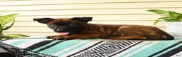 Belgian Malinois dogs for sale: Amani - Ad 5