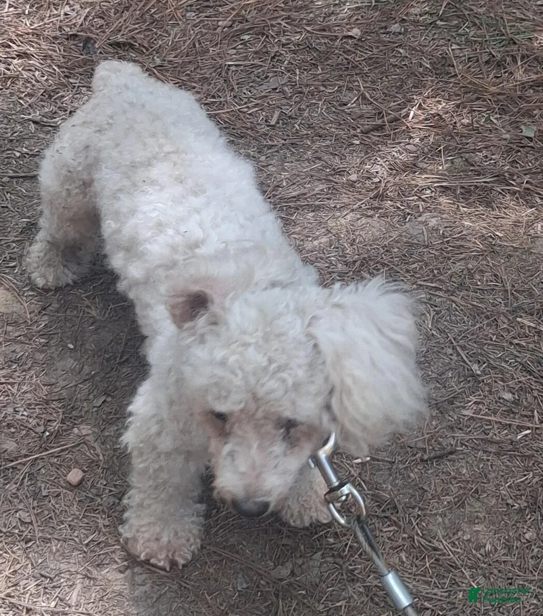 Mixed Breed dogs for sale: Bandit  - Ad 6