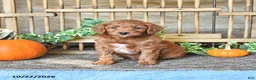Mini Goldendoodle dogs for sale: Captian - Ad 3