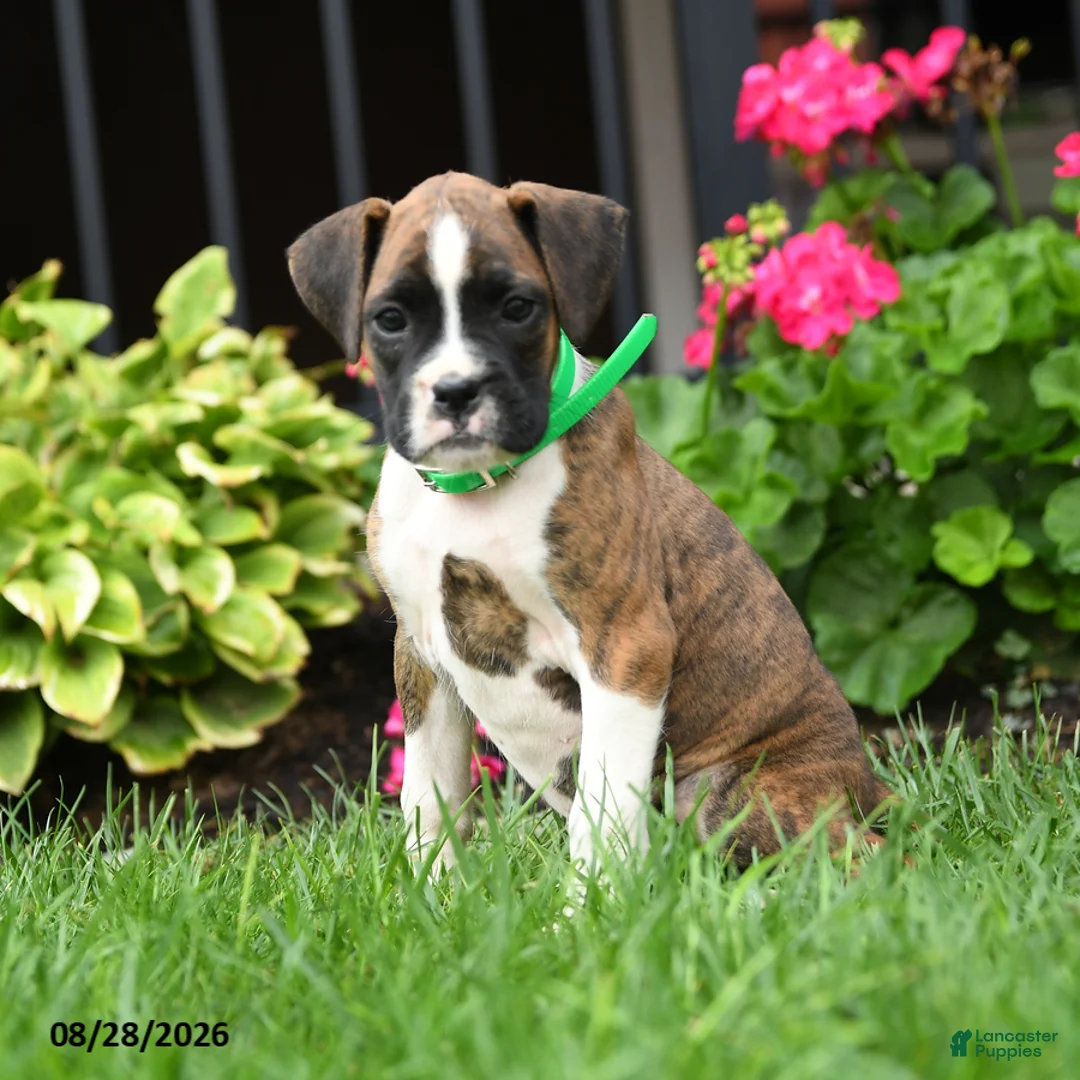 Boxer dogs for sale: Roxy - Ad 2