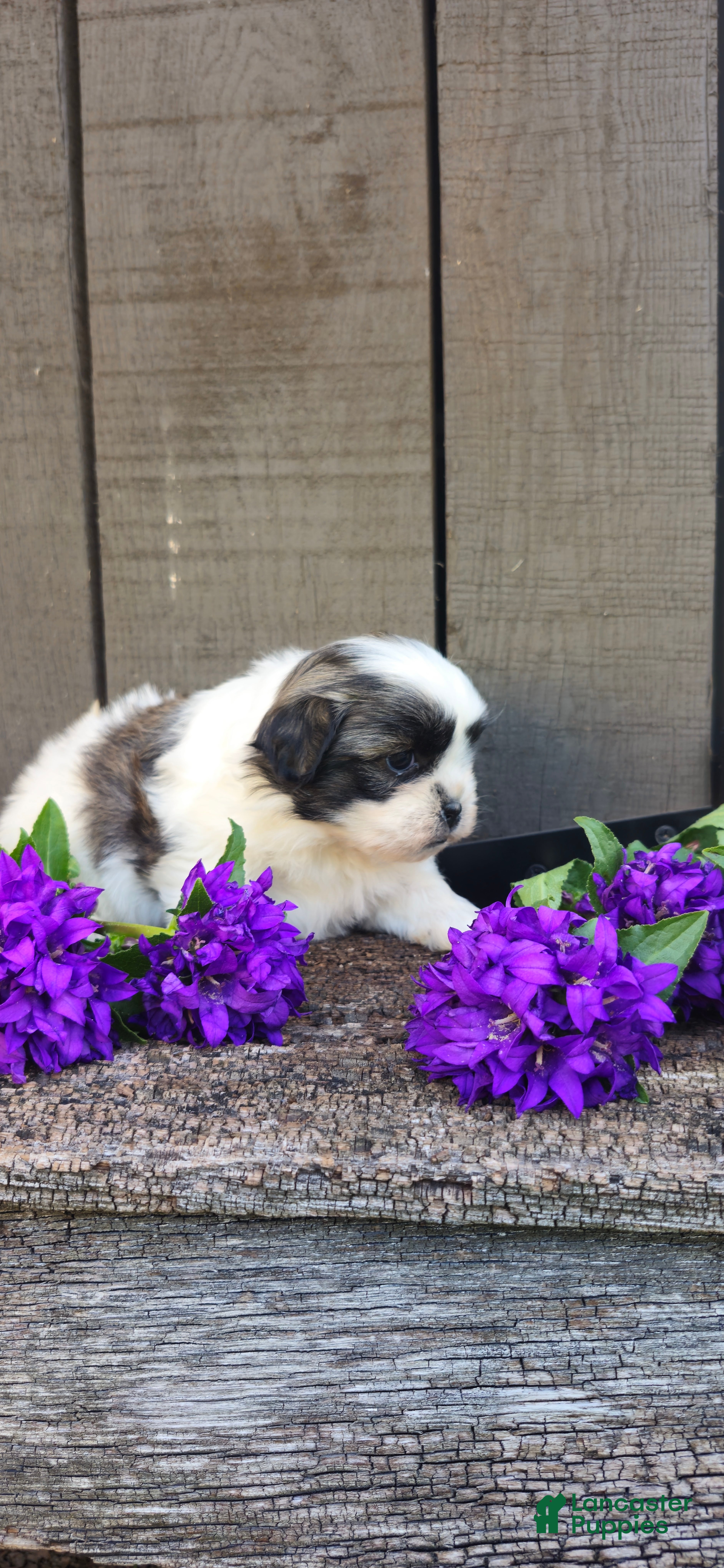 Teddy Bear dogs Macey - Ad 2